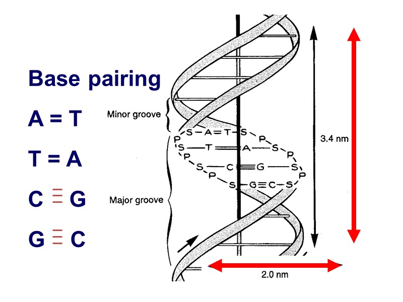 Base pairing A = T T = A C    G G